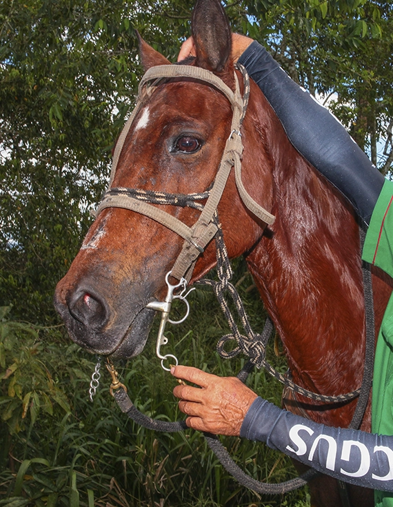 Productos para Caballos en Pérez Zeledón