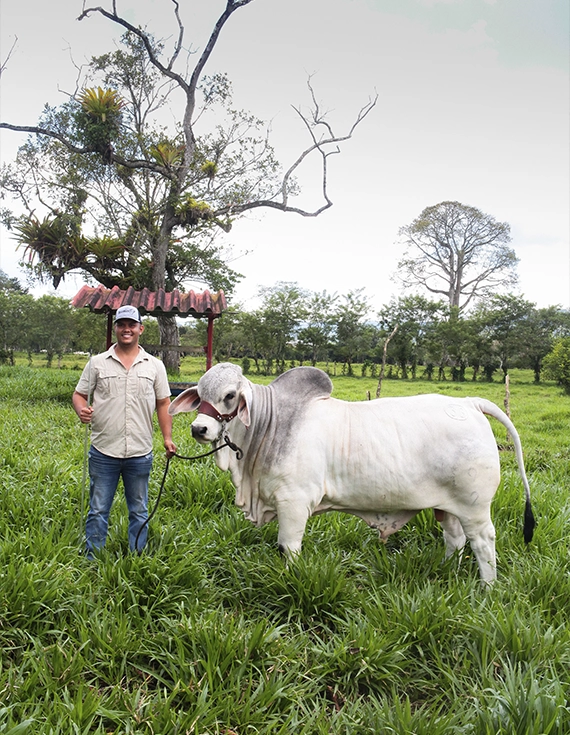 Beneficio de los productores - Asociación Cámara de Ganaderos Unidos