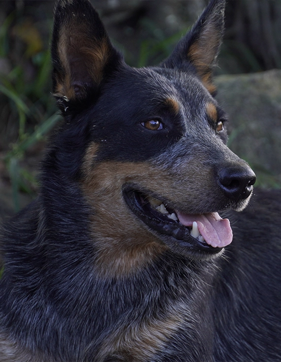 Productos para Mascotas en Pérez Zeledón - Zona Sur