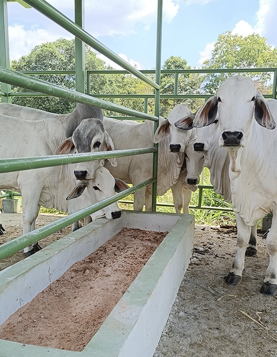 Suplementos Alimenticios para Animales en Pérez Zeledón